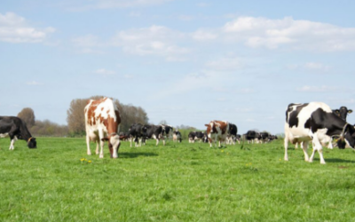 Fatboost, weidegang zonder dip in vetproductie